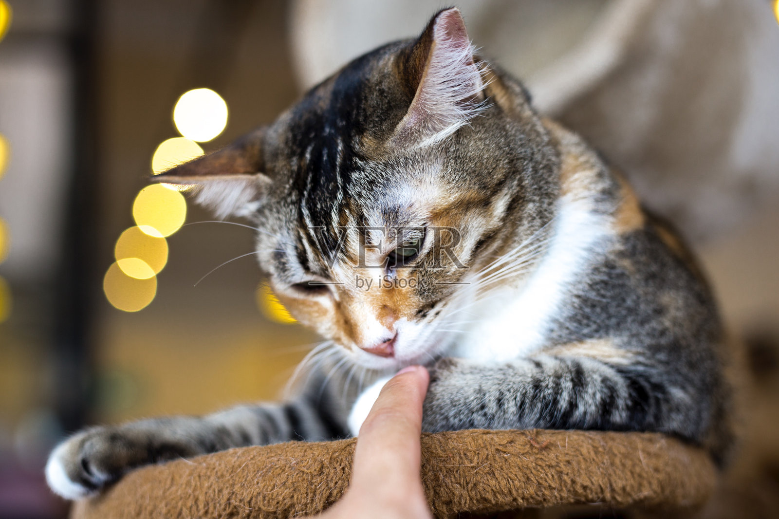 特写镜头：修剪过的手触摸坐在座位上放松的猫咪照片摄影图片