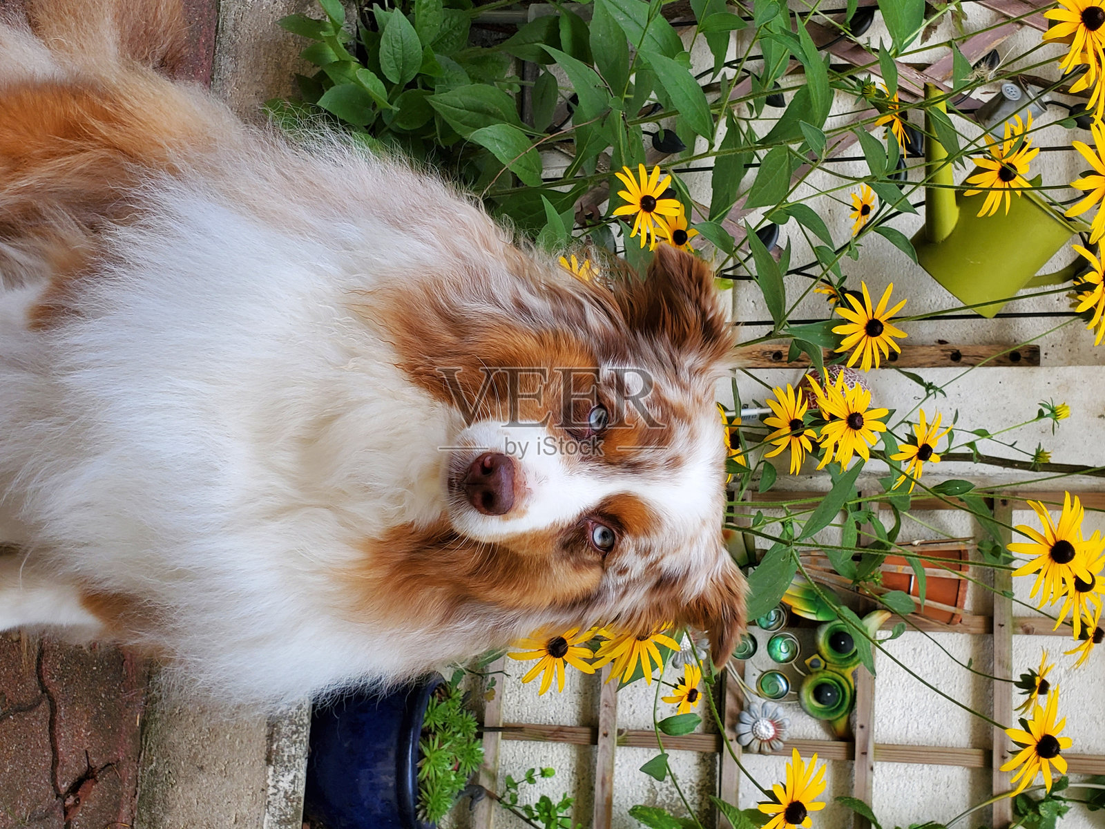 红色澳大利亚牧羊犬梅尔照片摄影图片