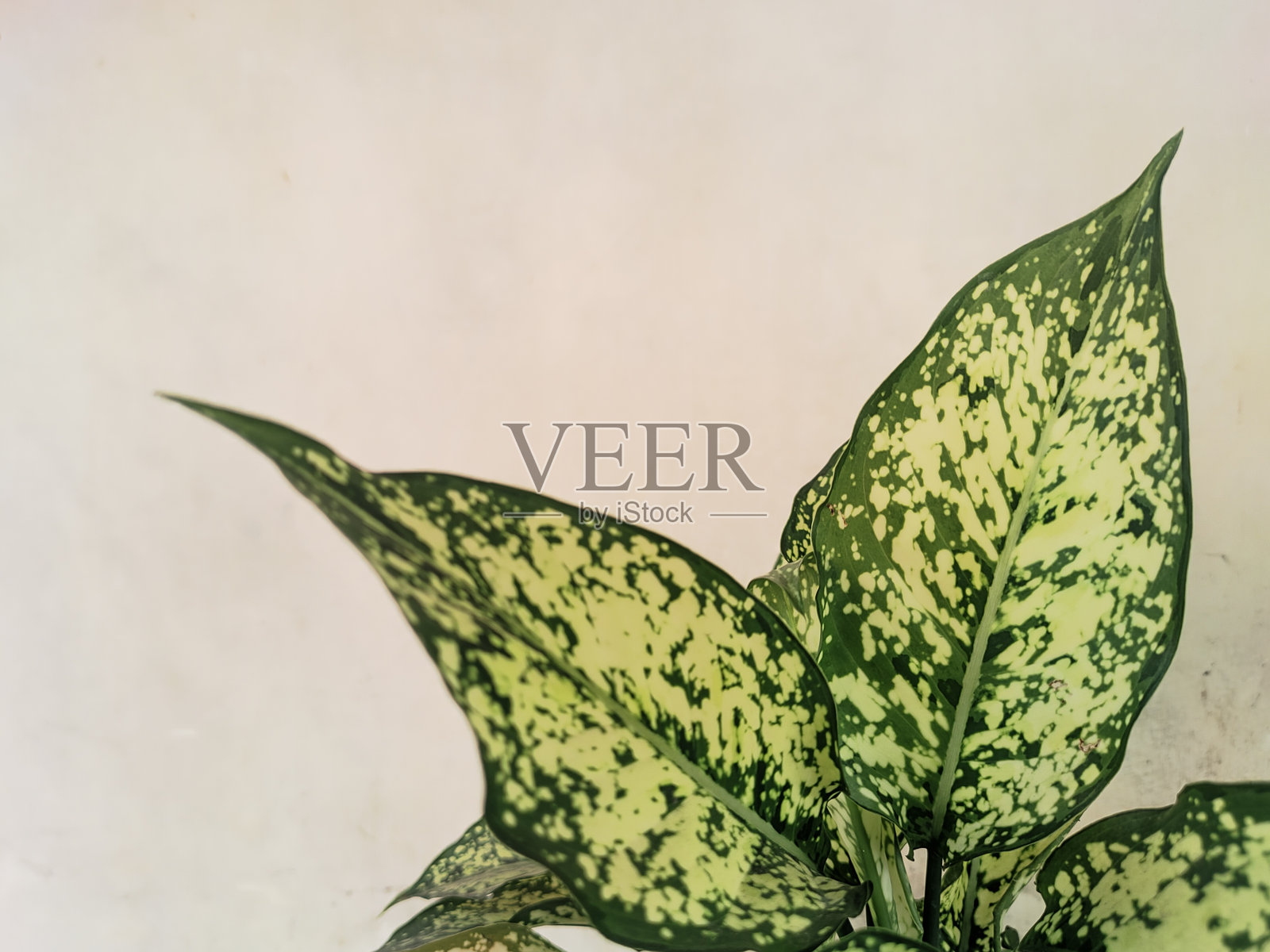 特写的白雪银皇后，背景为纯色。照片摄影图片