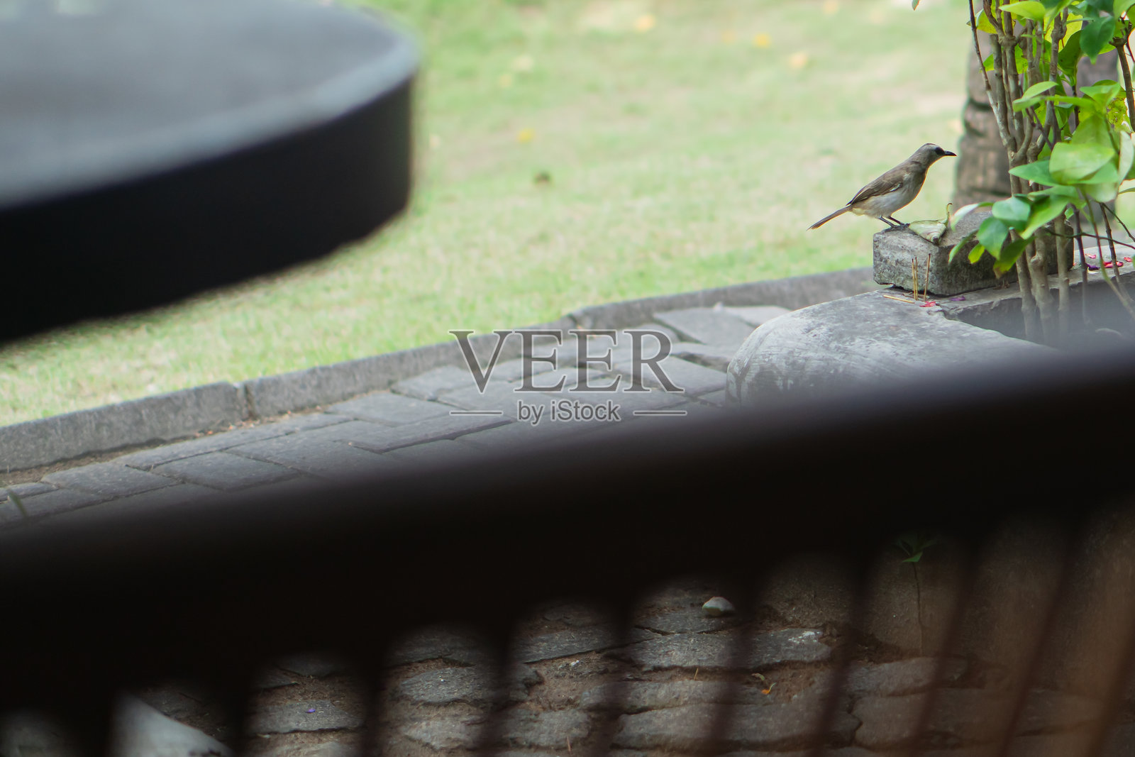 栖息在宁静花园中的鸟照片摄影图片