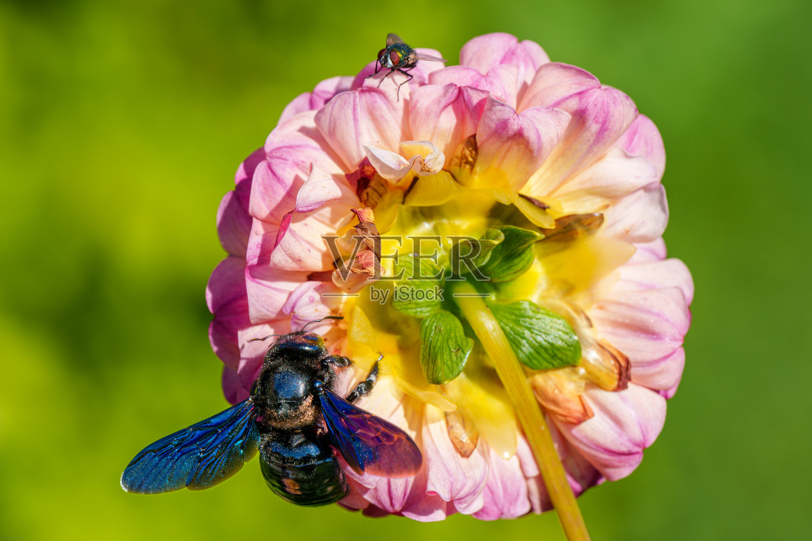 美丽的昆虫，蓝色木蜂，精心为大自然的绚丽花朵授粉照片摄影图片