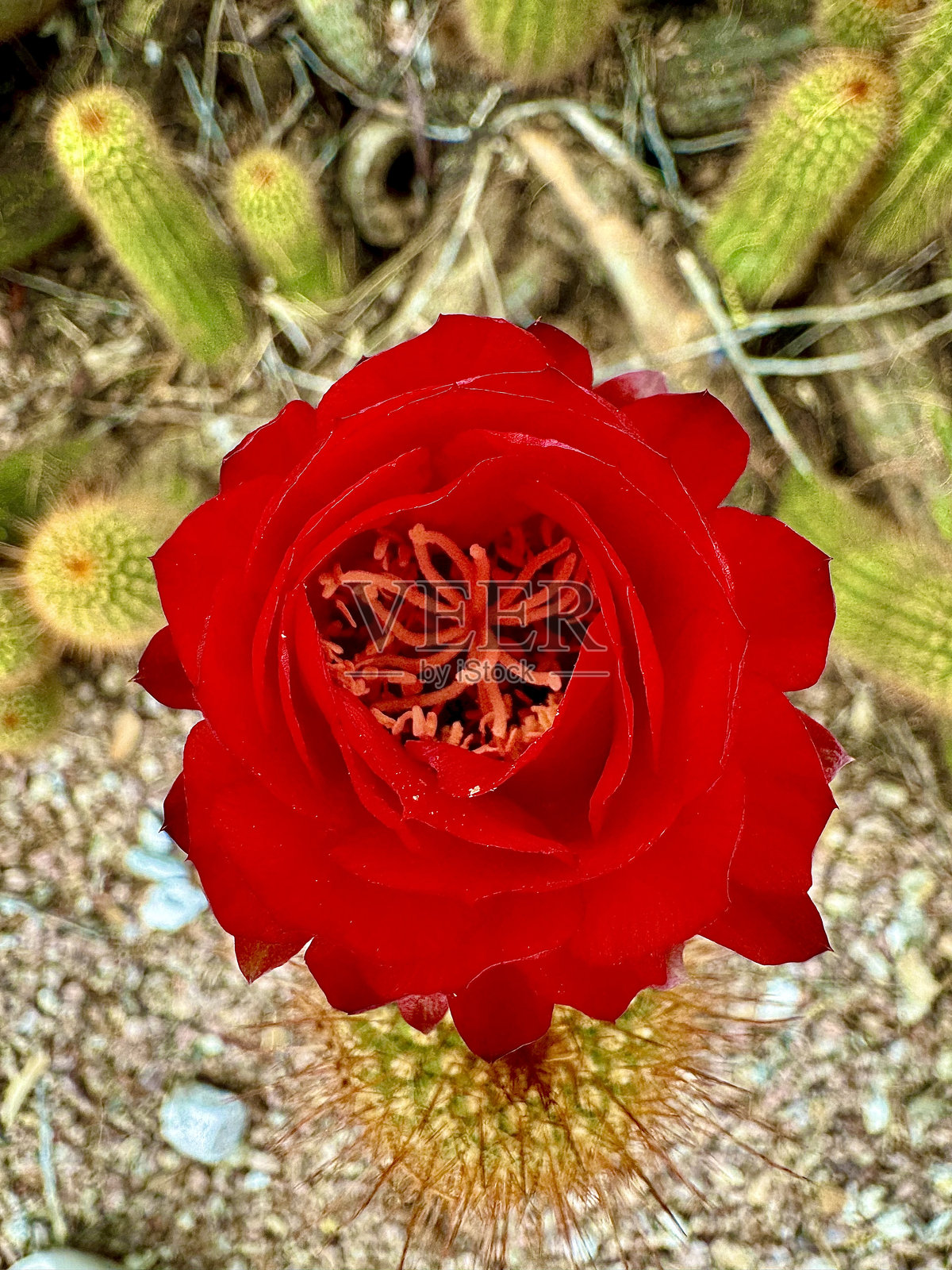 刺猬仙人掌上的红色花朵盛开照片摄影图片