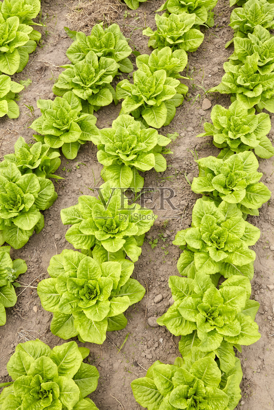 有机农场上的生菜行，选择性焦点。照片摄影图片