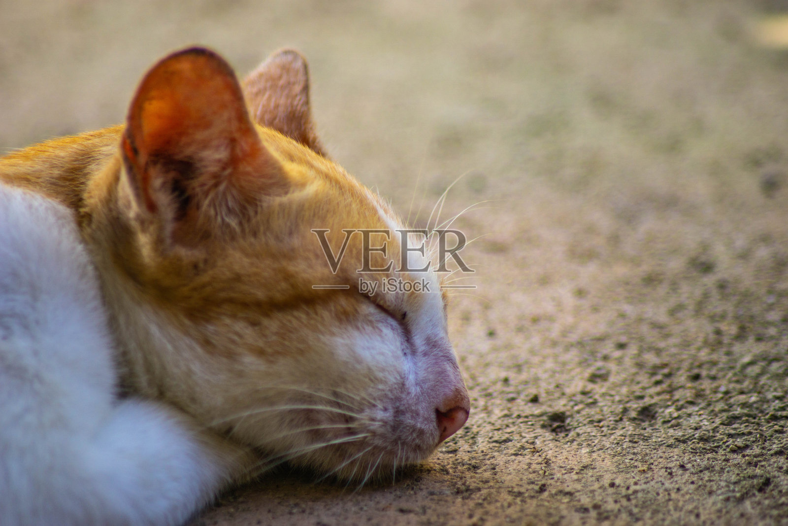 流浪猫的特写睡姿照片摄影图片