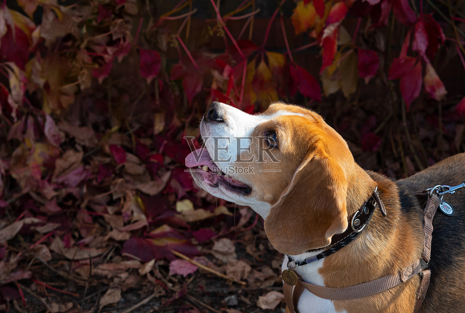 小猎犬幼犬仰望。室内宠物肖像。照片摄影图片