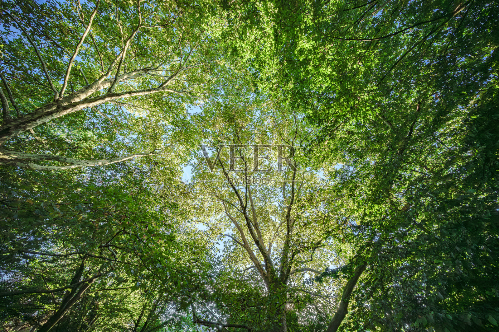 在我们头顶明亮美丽的宽广蓝天下，可以看到郁郁葱葱的树冠。照片摄影图片