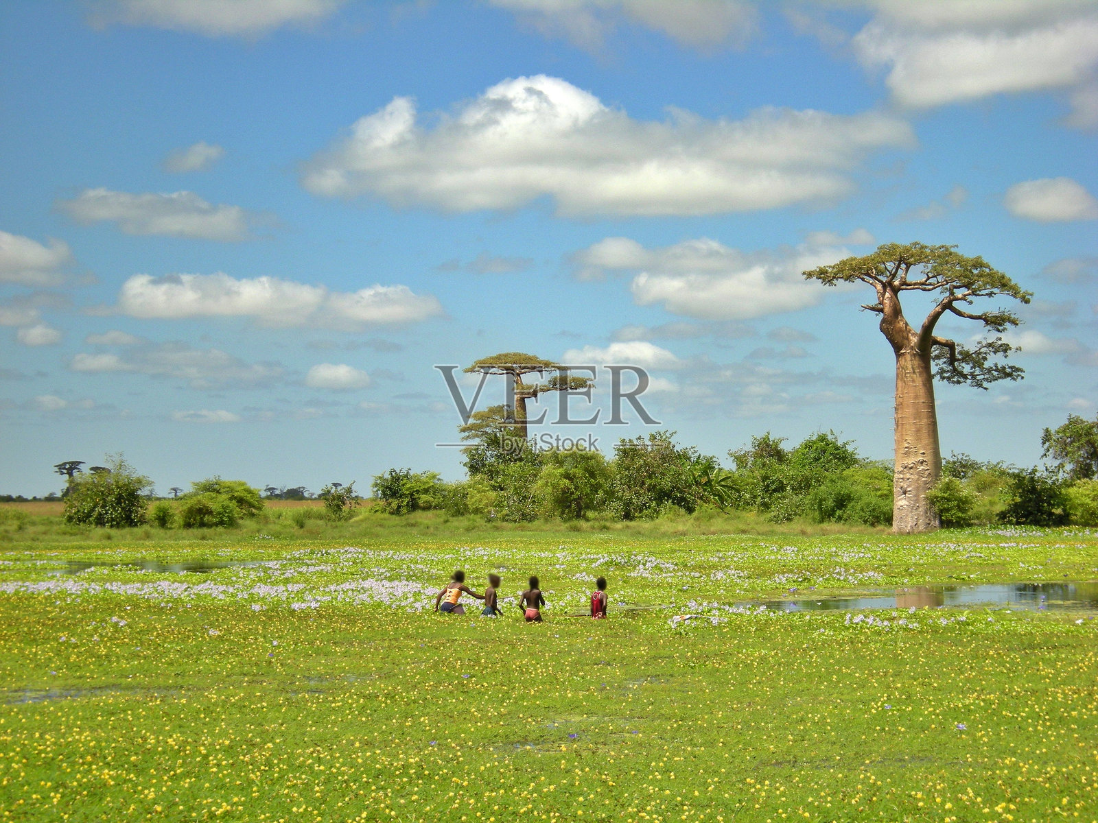 马达加斯加莫隆达瓦的猴面包树照片摄影图片