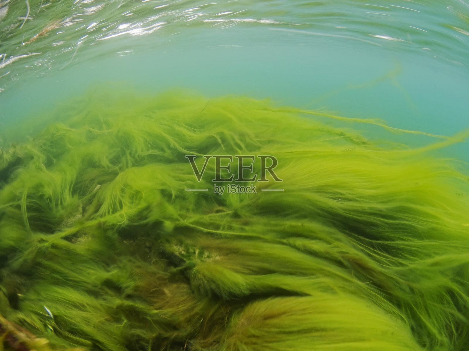 卢塞恩河中的绿色丝状藻类照片摄影图片