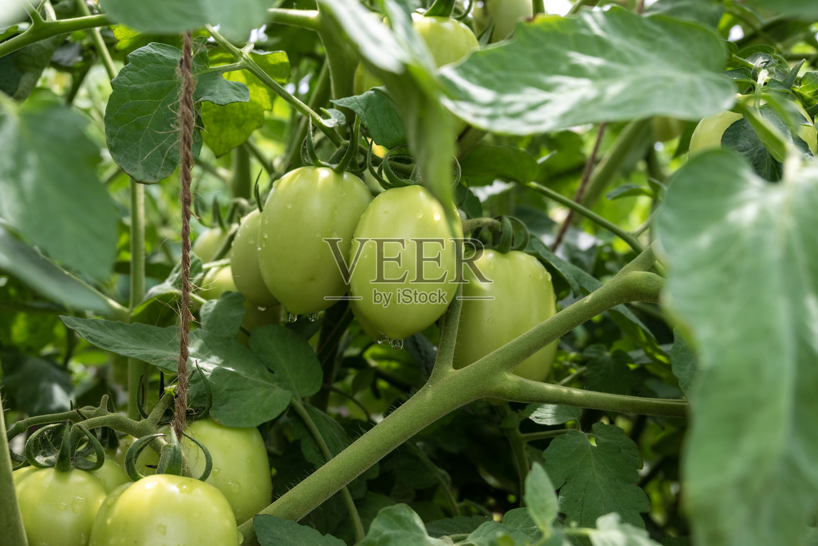 温室中生长的青色番茄（Solanum lycopersicum）。番茄悬挂在枝条上。番茄种植园。有机农业。照片摄影图片