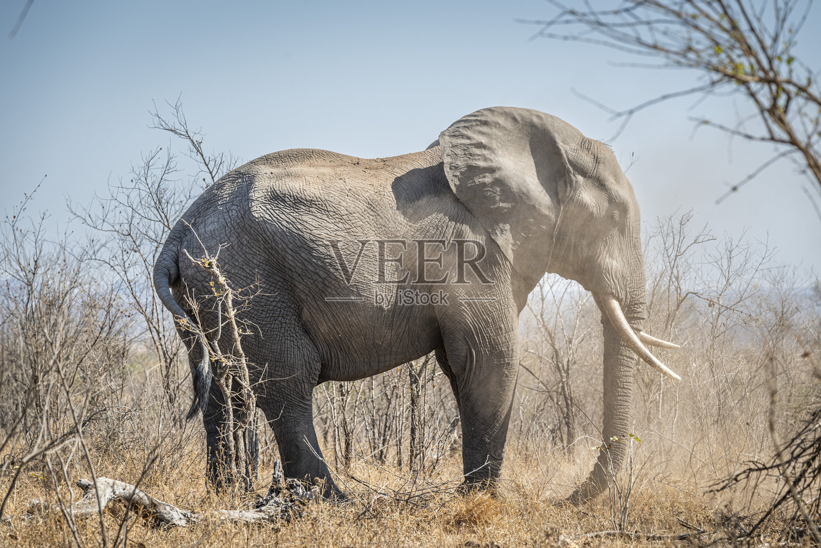 非洲草原象，学名Loxodonta africana，也称为非洲丛林象。照片摄影图片