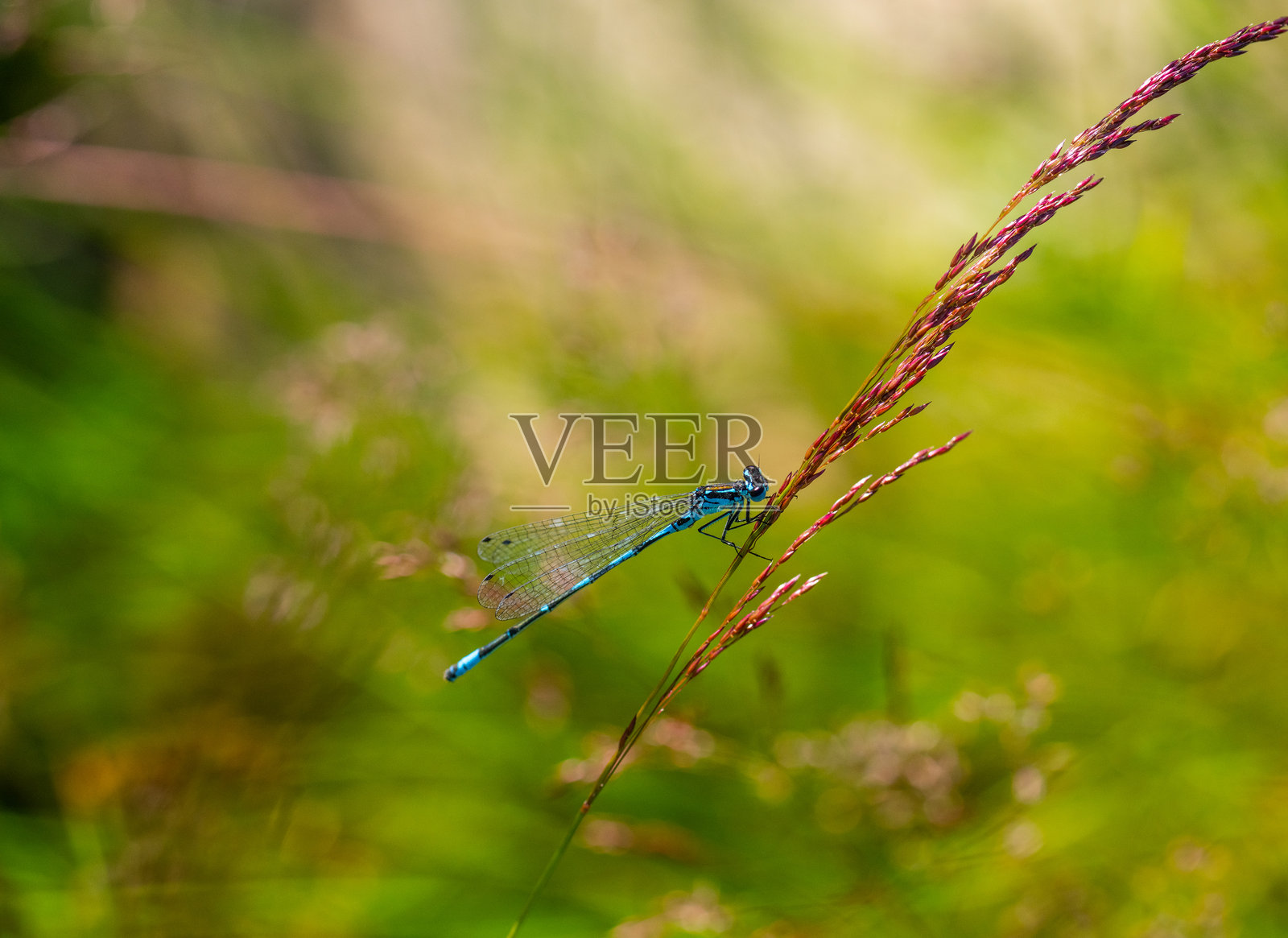 爱尔兰豆娘（Coenagrion lunulatum）栖息在草茎上。照片摄影图片