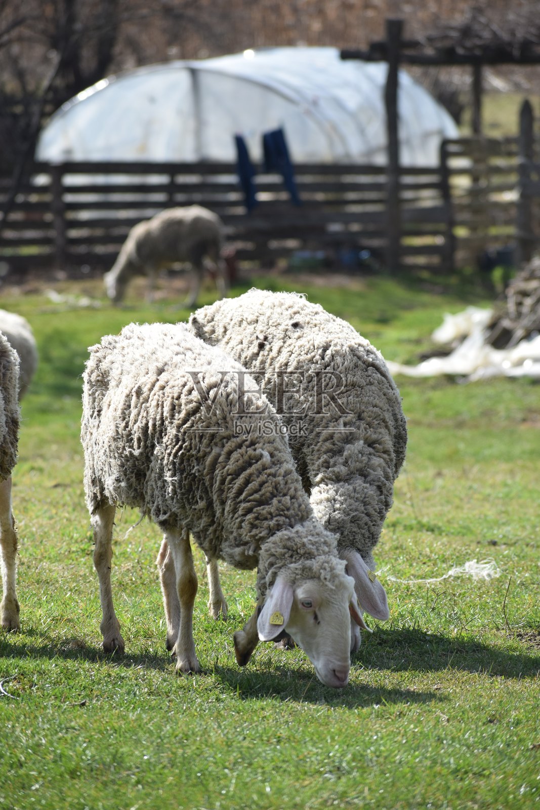 两只羊在乡间吃草照片摄影图片