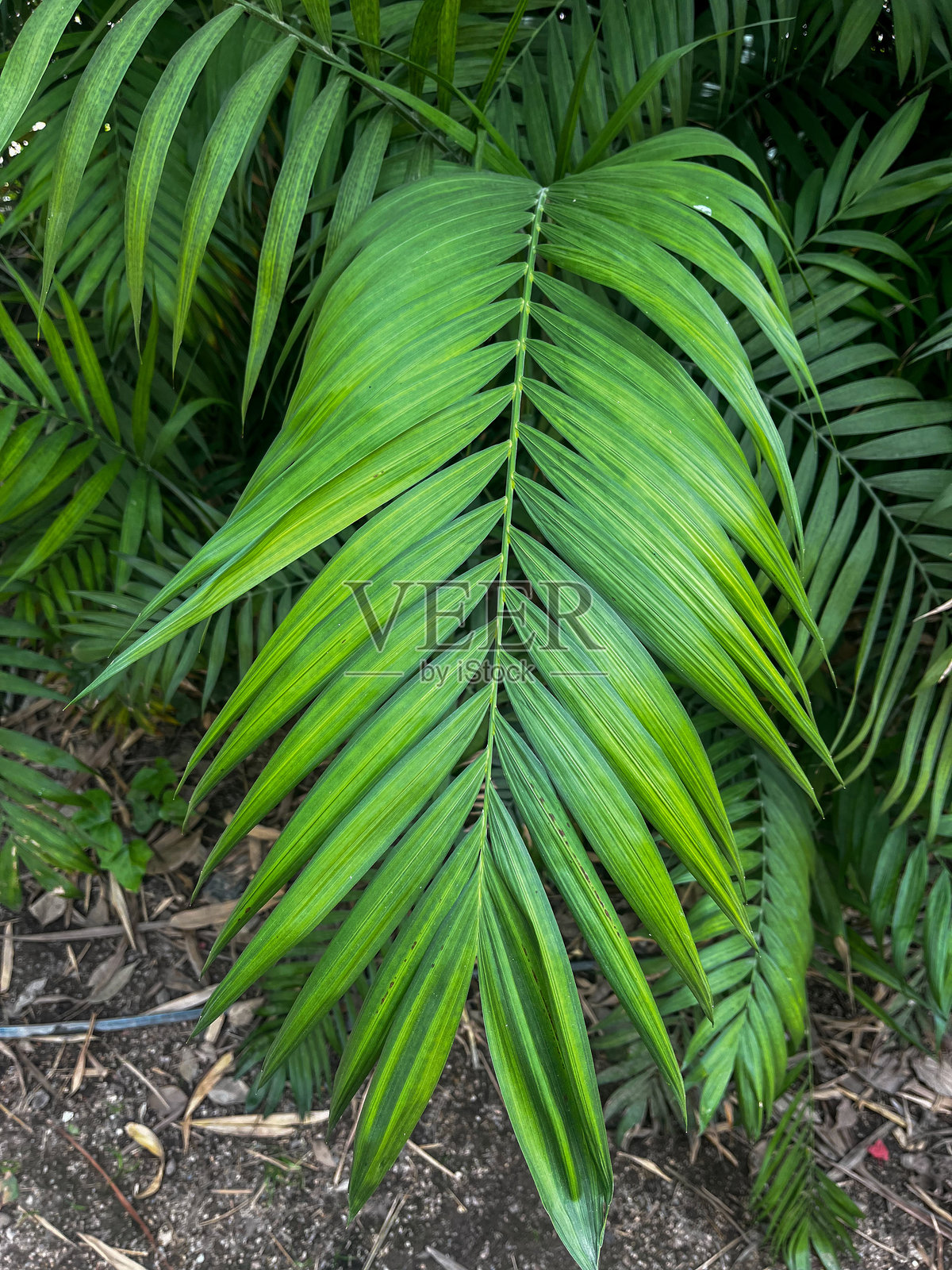 西班牙马拉加的明亮叶子照片摄影图片