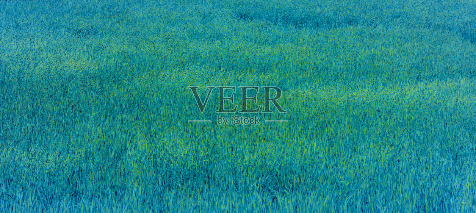 黑麦田照片摄影图片