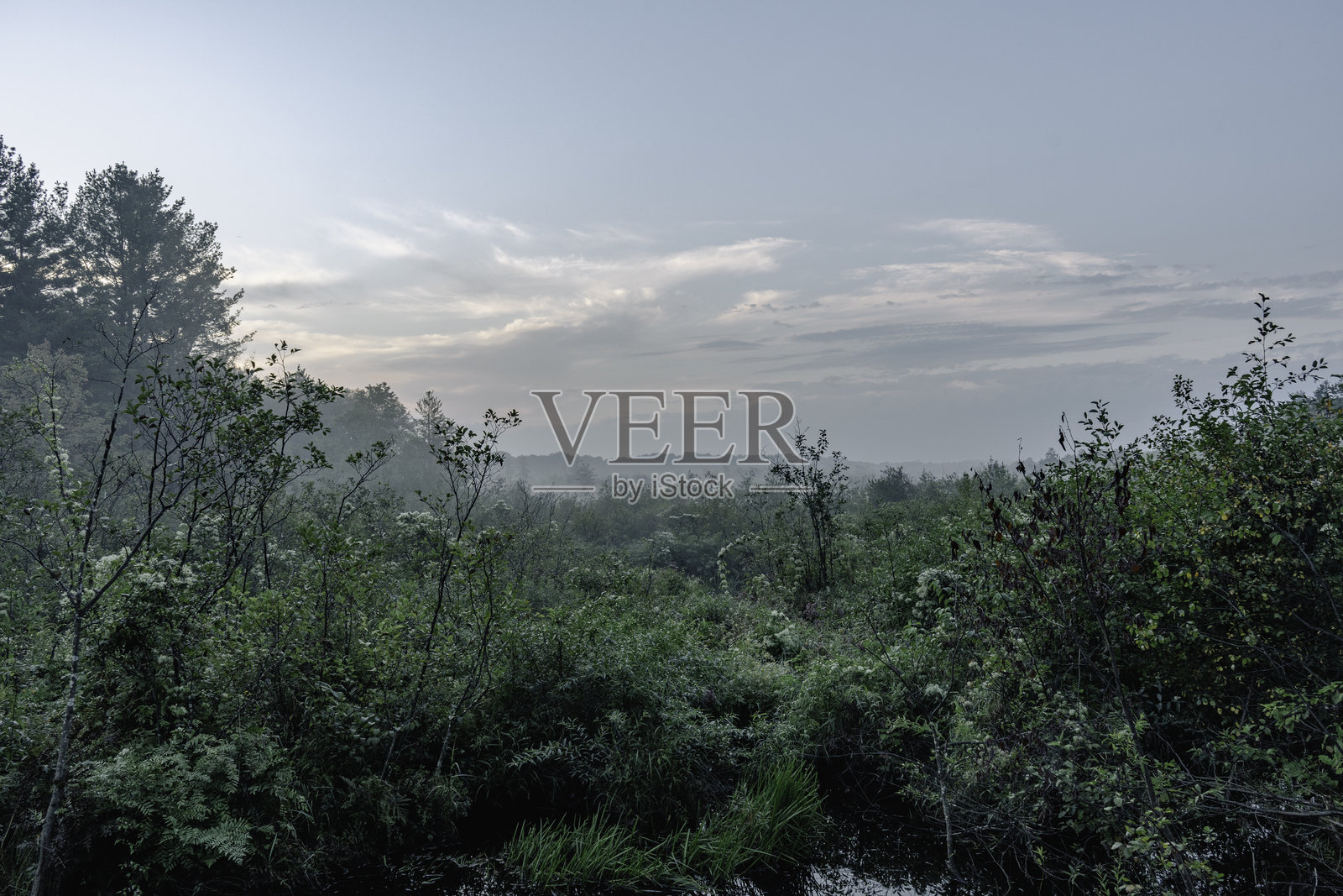 蓝鹭沼泽的蓝色时刻 #4照片摄影图片