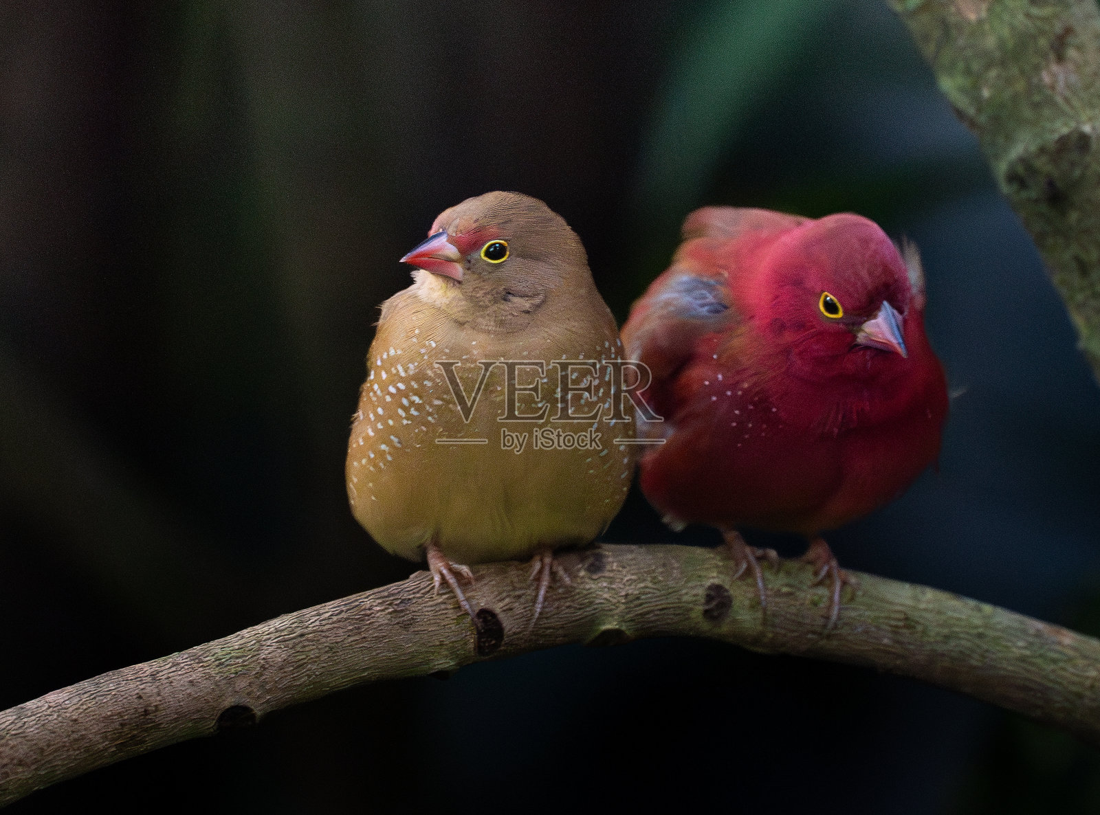 红嘴火雀夫妇栖息在树枝上照片摄影图片