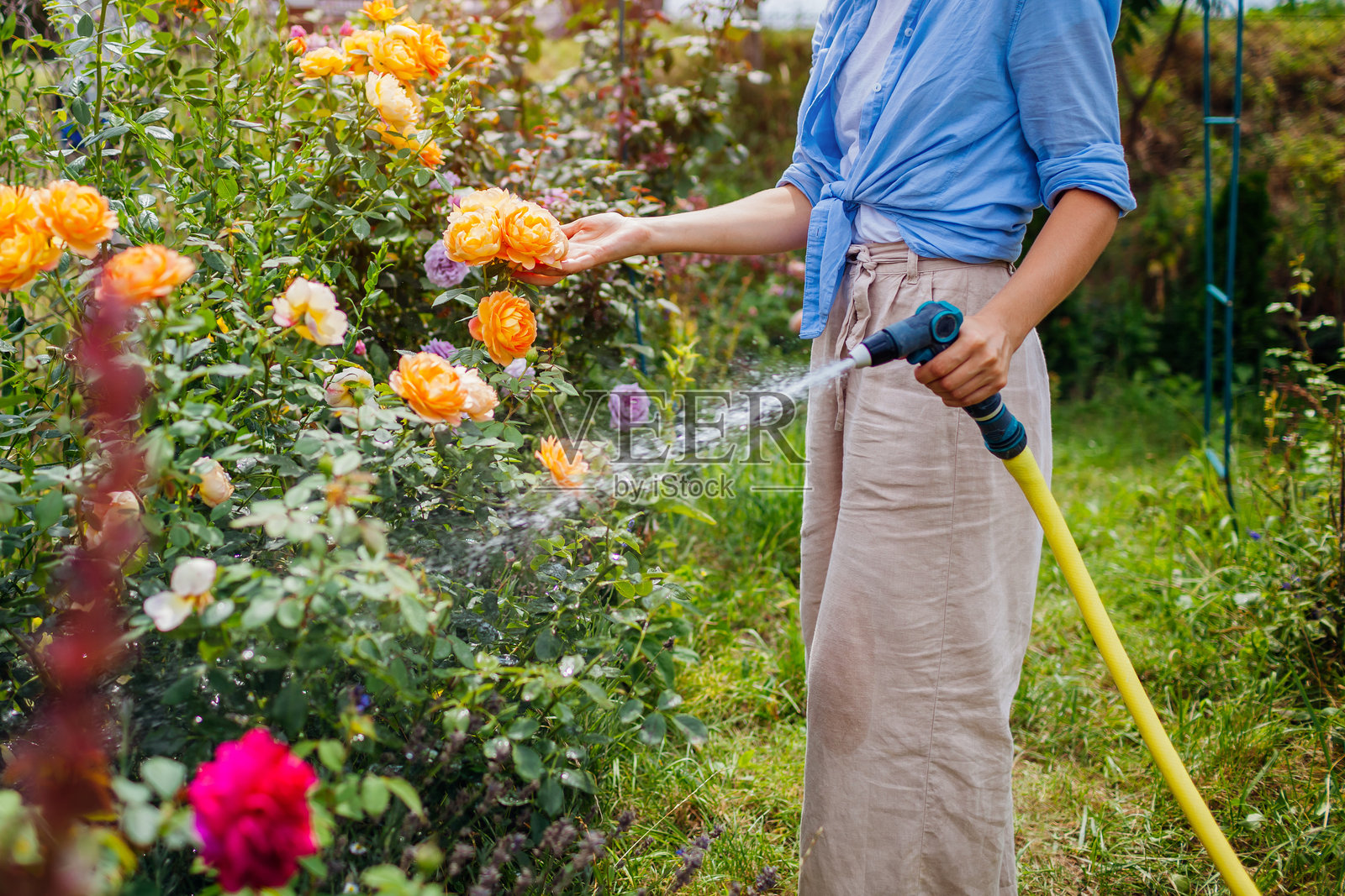 园艺师手中握着的花园水管特写。女人在夏季花园中用水管浇灌盛开的玫瑰。照片摄影图片