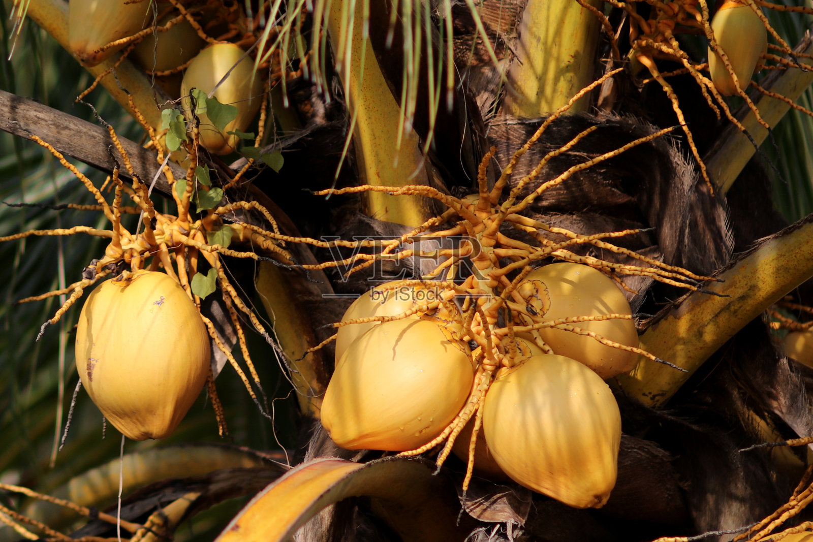 Crops Photography照片摄影图片