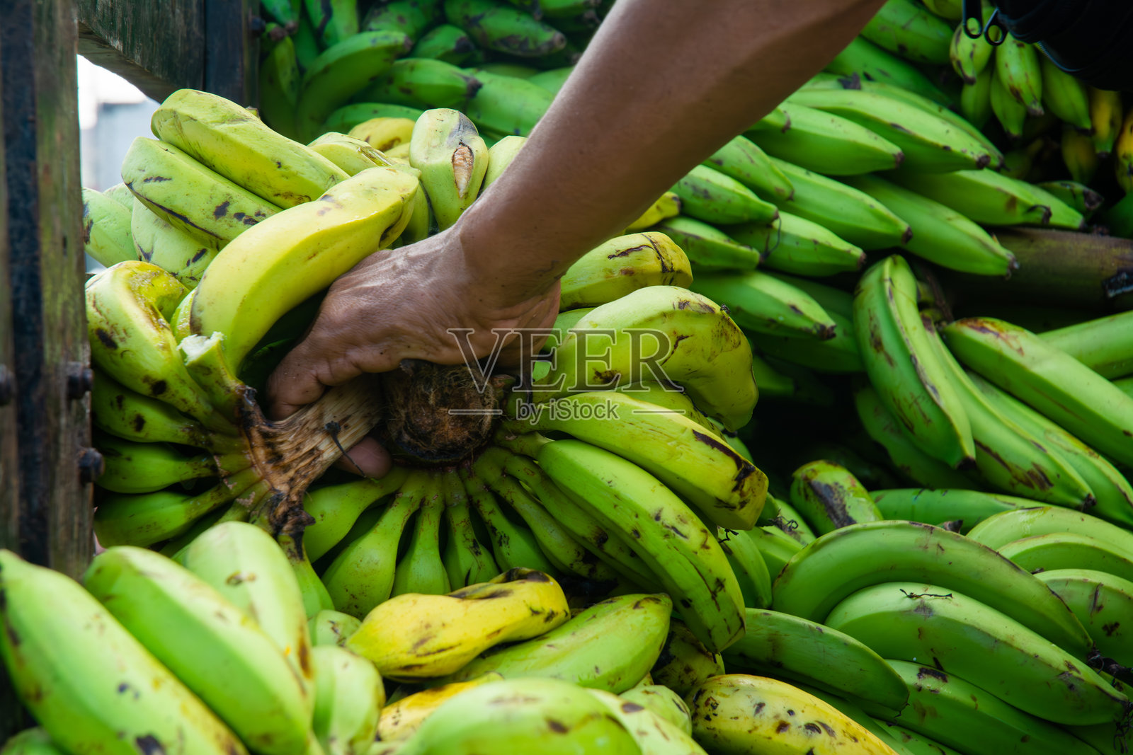 从卡车上卸香蕉照片摄影图片
