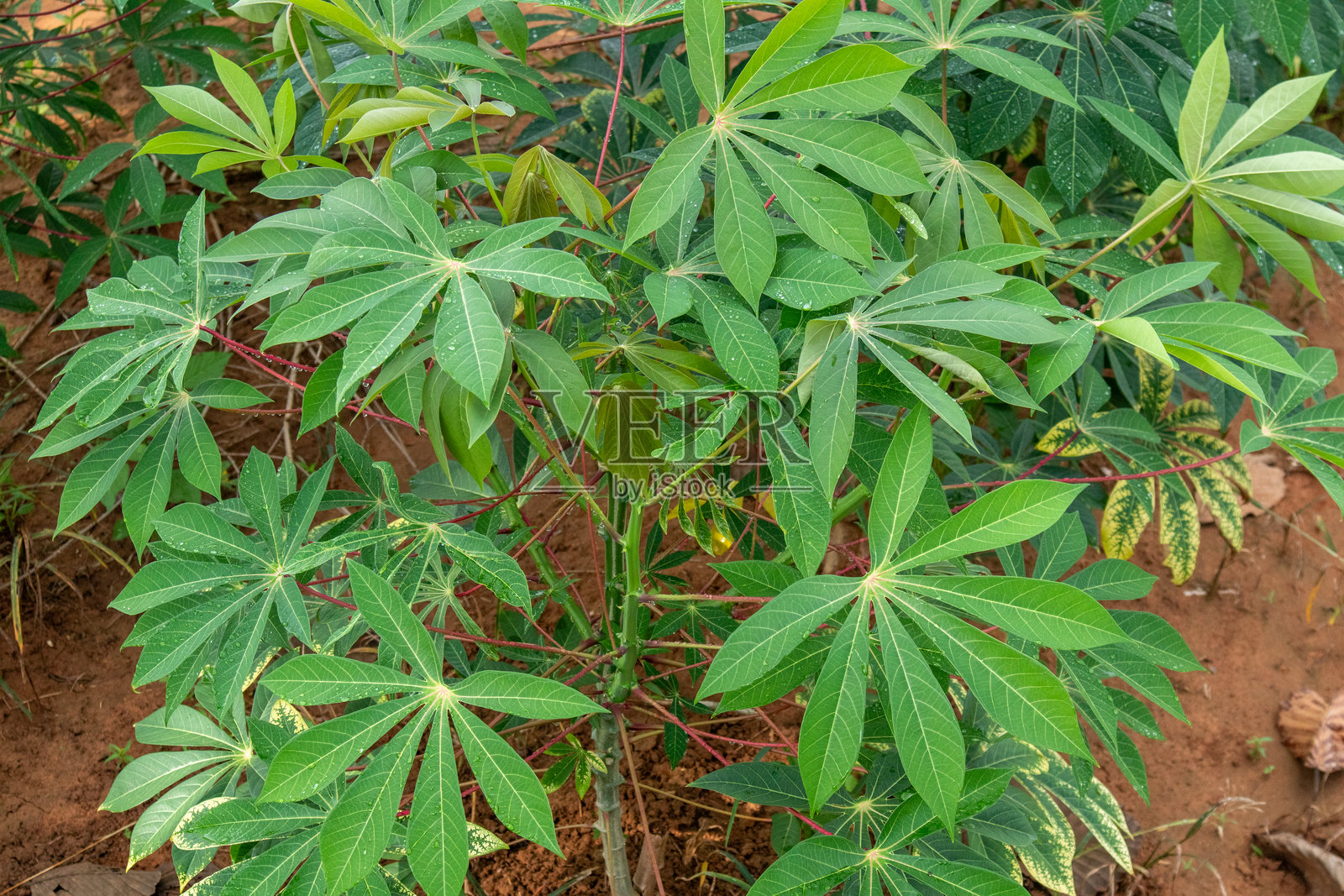 Cassava plantation fields are being planted and are growing beautifully. Cassava is a plant that is popularly planted at the beginning of the rainy season or at the end of the rainy season.照片摄影图片