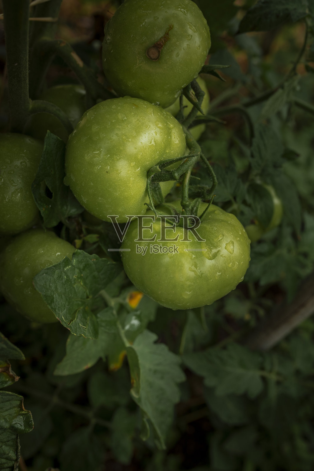 green tomatoes照片摄影图片