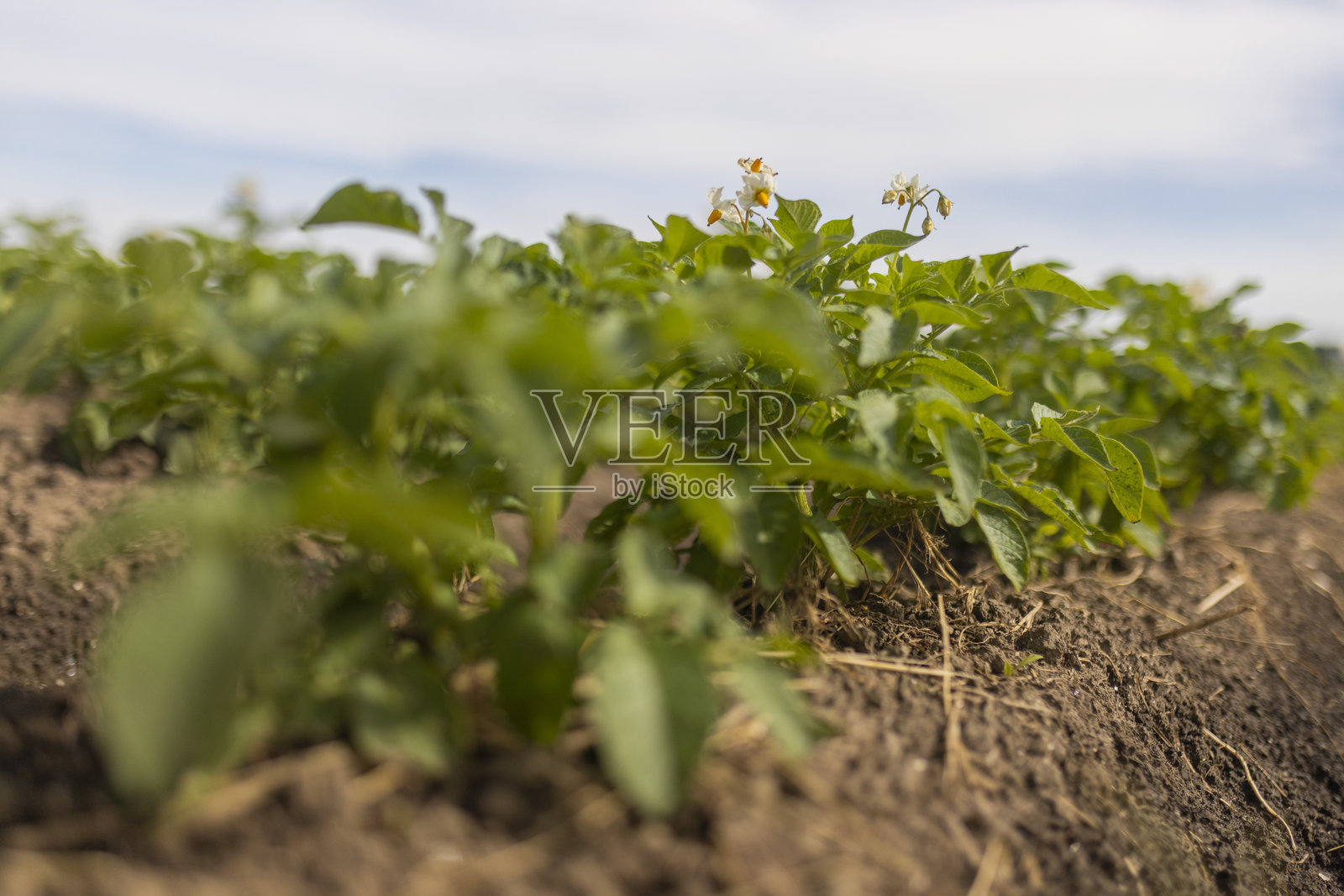 Potato field照片摄影图片
