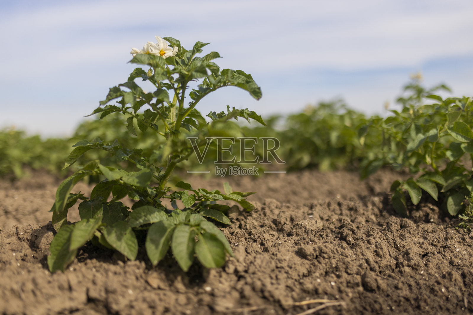 Potato field照片摄影图片