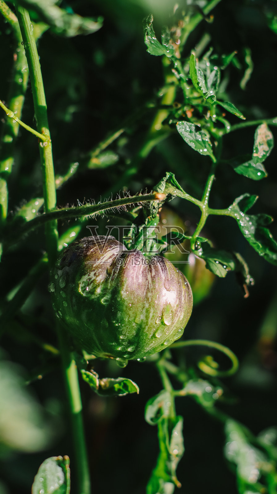有机番茄在灌木上的特写照片摄影图片