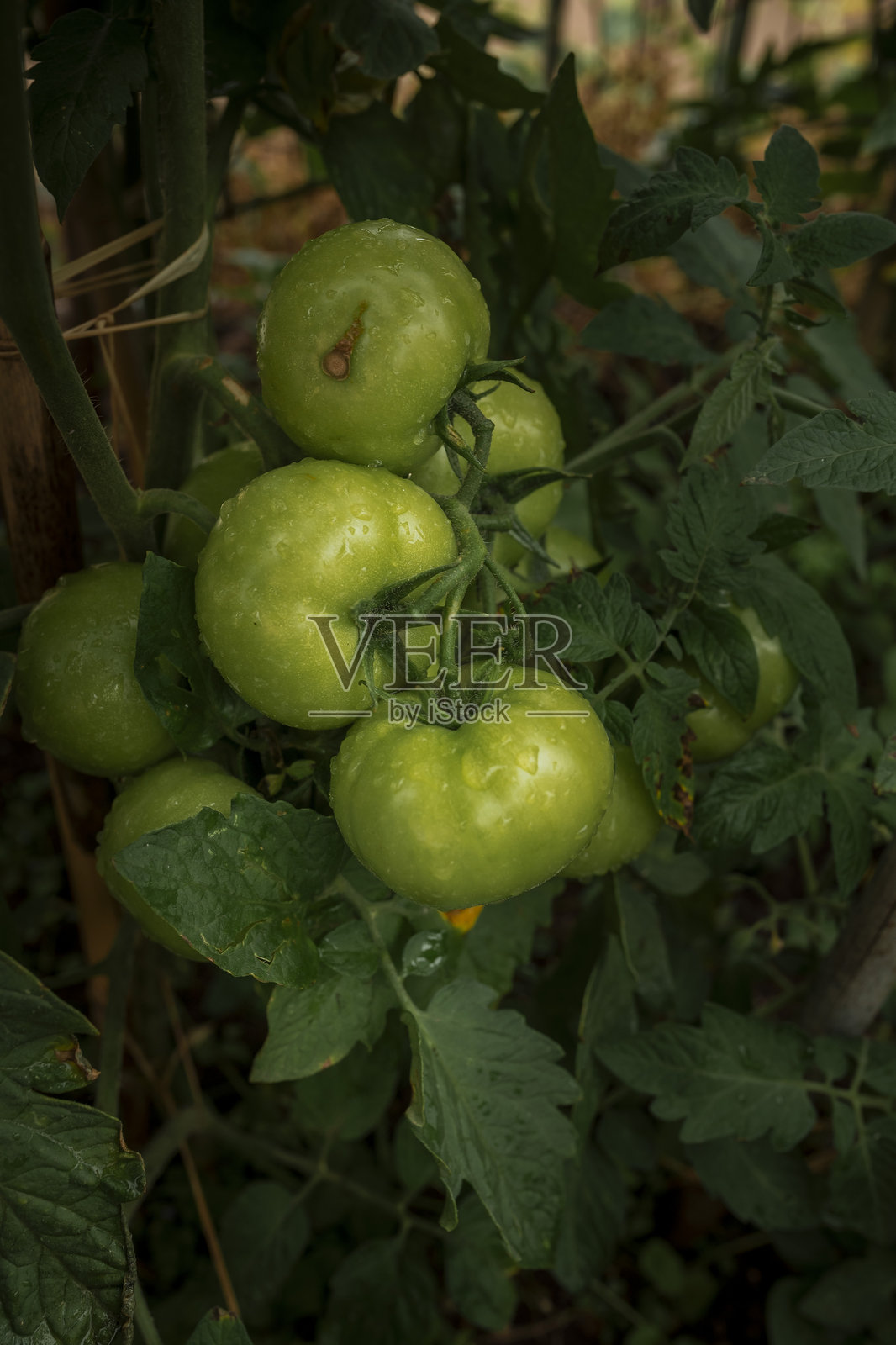 青色番茄照片摄影图片