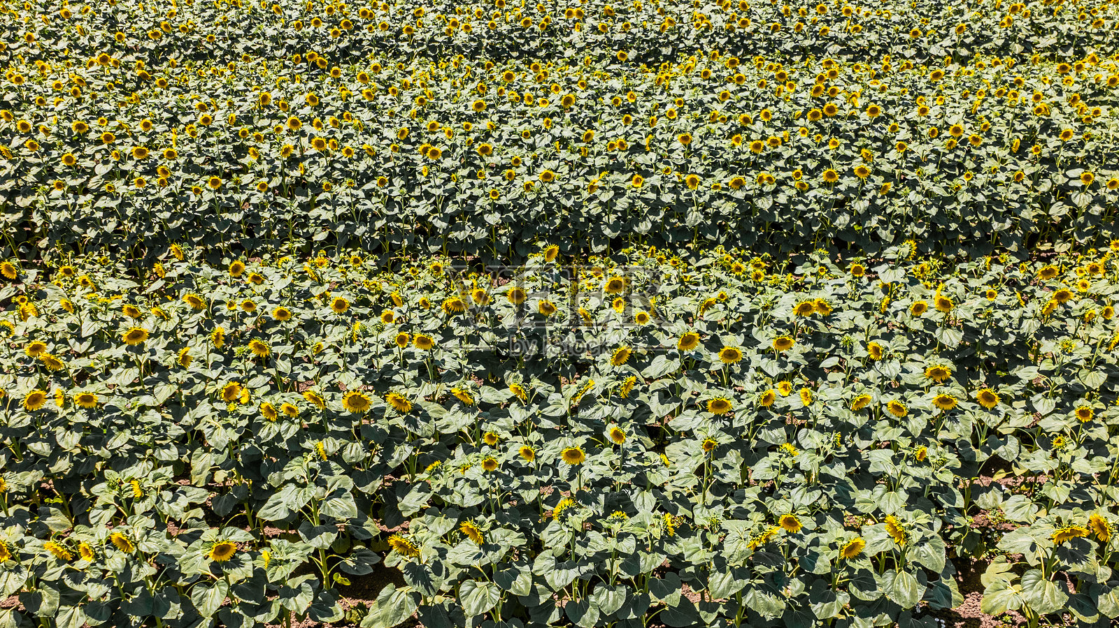 California Sunflower Fields照片摄影图片