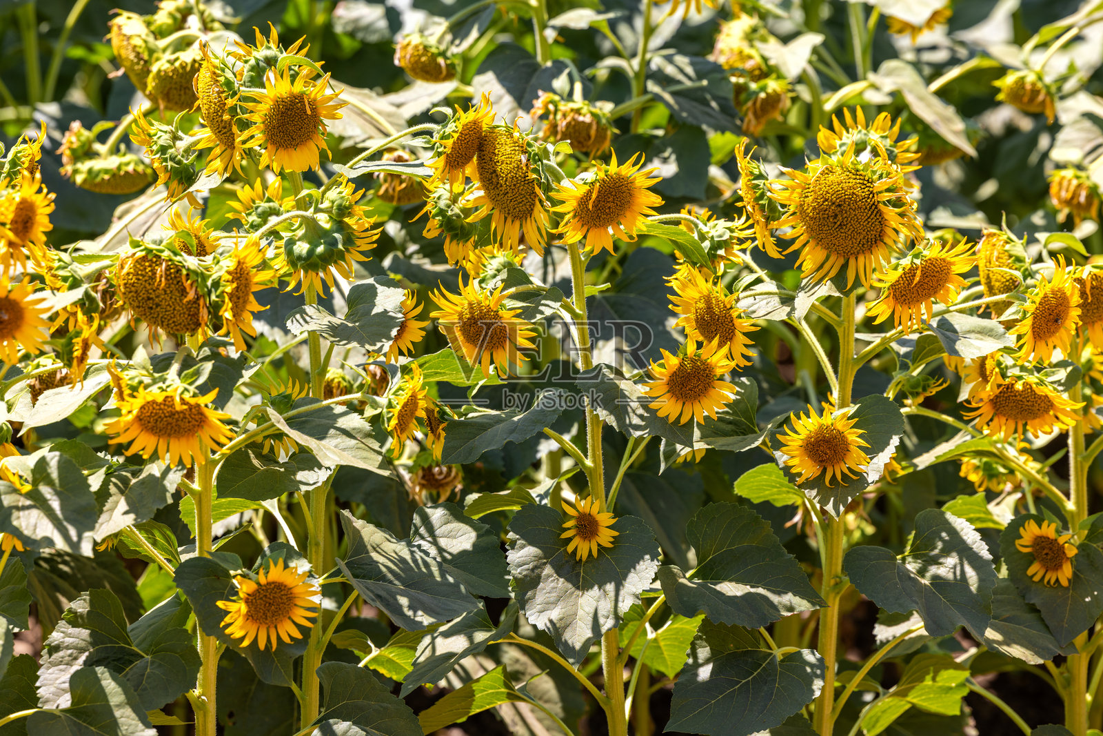 California Sunflower Fields照片摄影图片