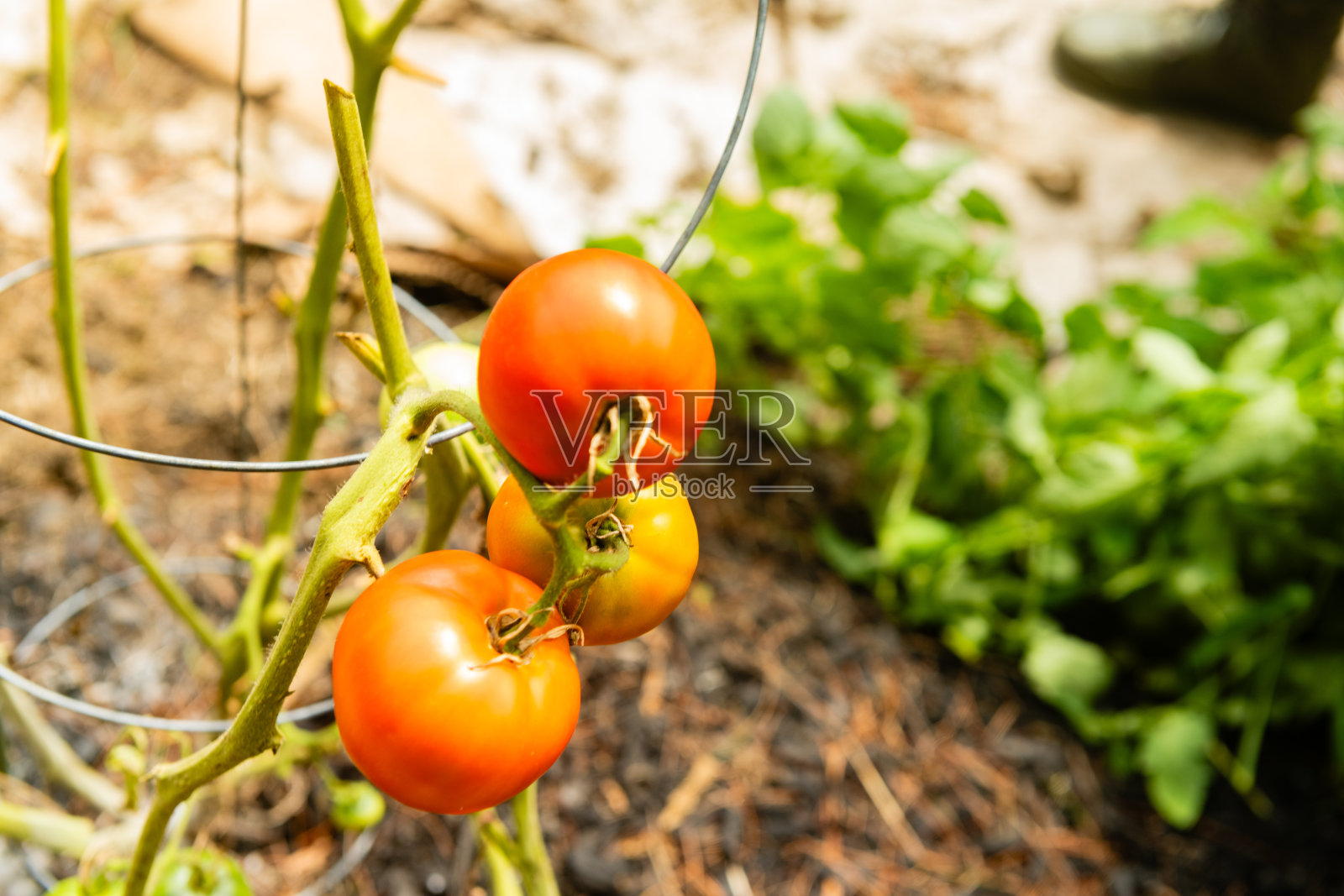 New Jersey Tomatoes Growing on the Vine照片摄影图片