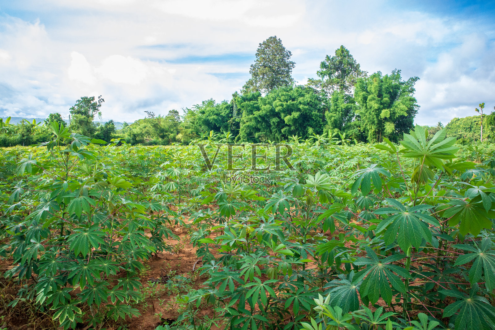 Cassava plantation fields are being planted and are growing beautifully. Cassava is a plant that is popularly planted at the beginning of the rainy season or at the end of the rainy season.照片摄影图片