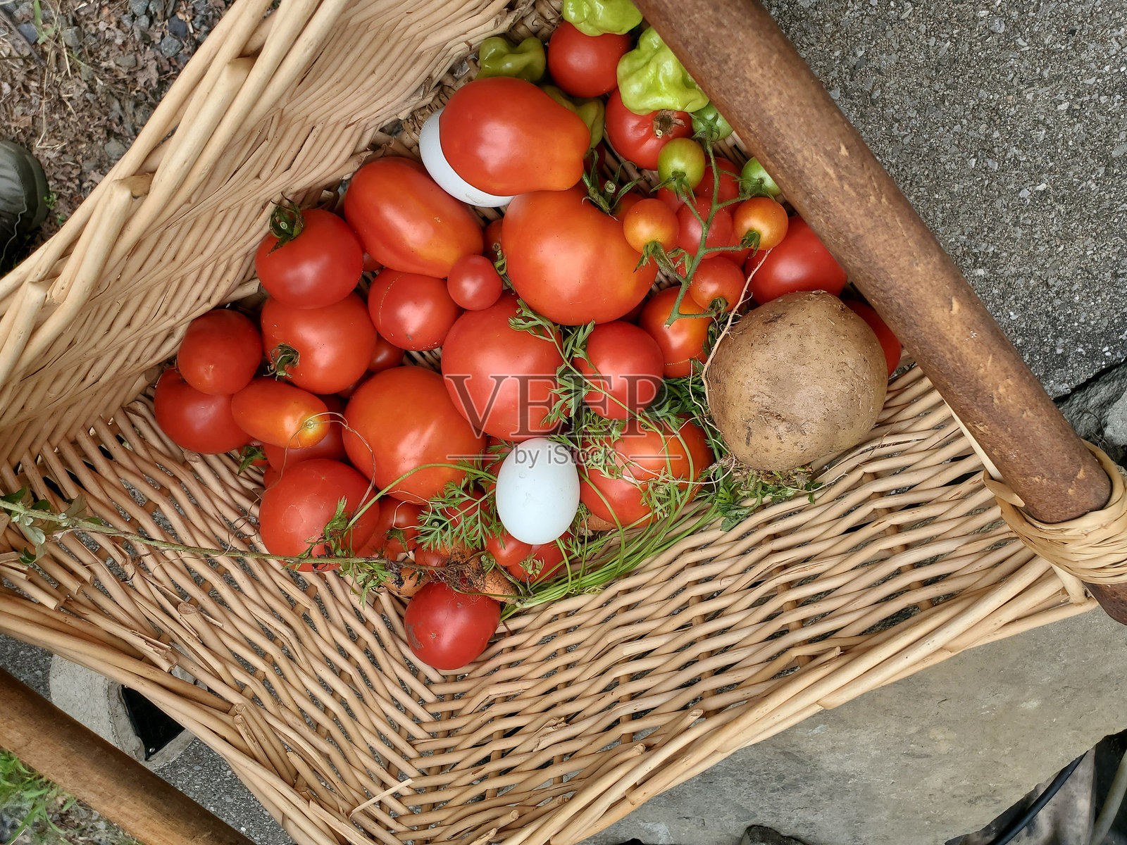 葡萄藤上种植的新泽西西红柿照片摄影图片