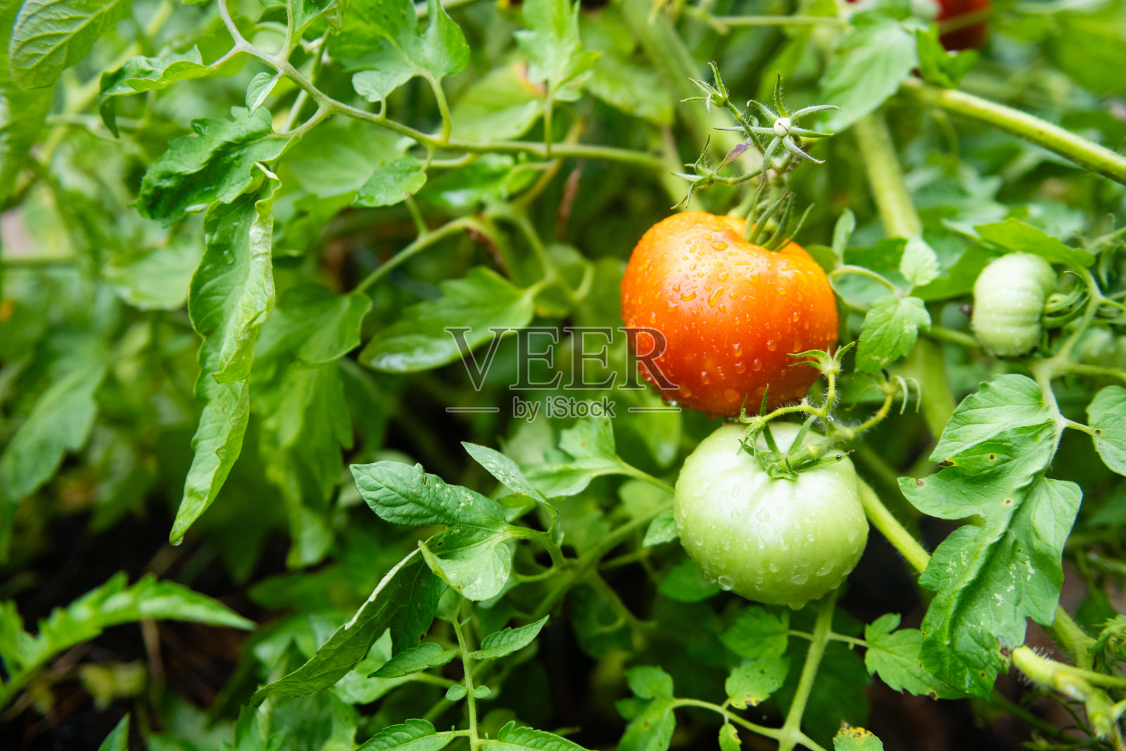 葡萄藤上生长的新泽西西红柿照片摄影图片