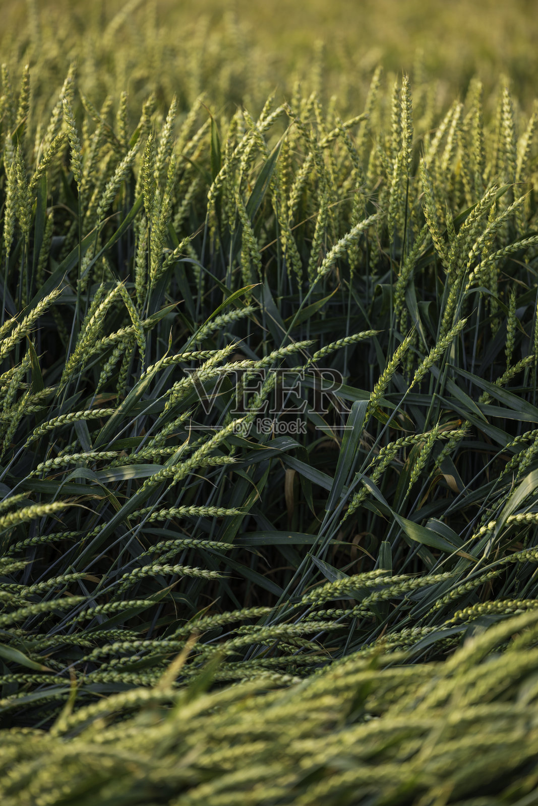 麦田照片摄影图片