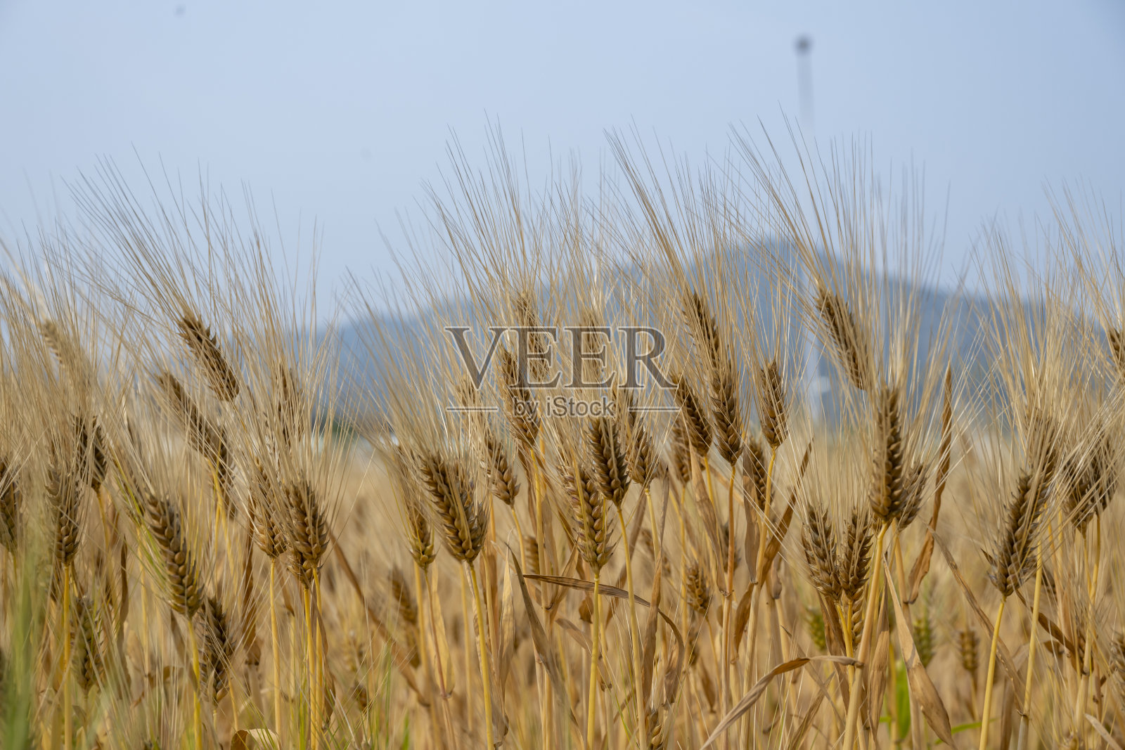 成熟麦田照片摄影图片