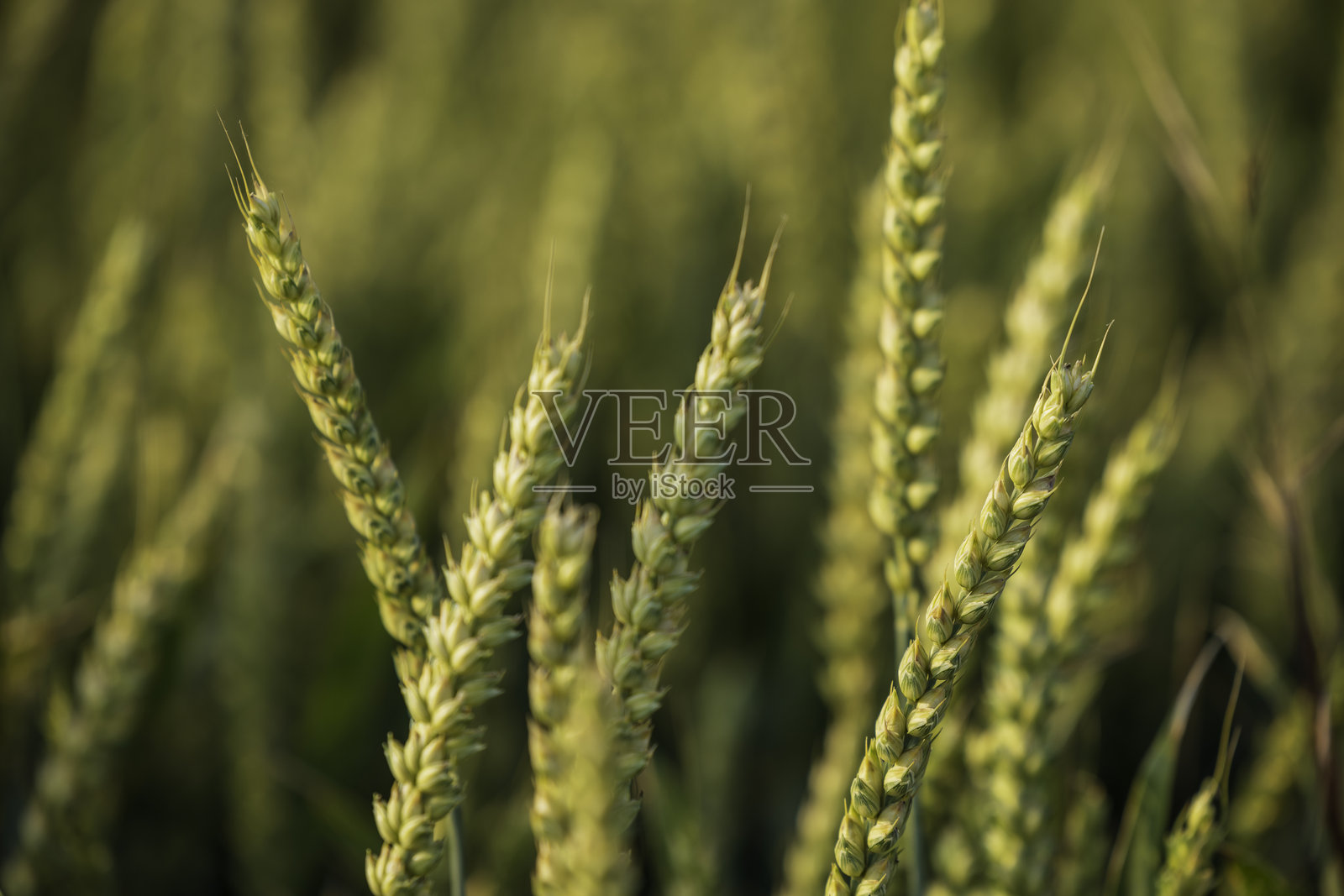 麦田照片摄影图片