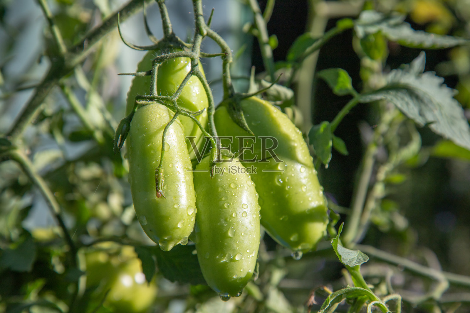 未成熟的番茄串在植物中，有水滴照片摄影图片