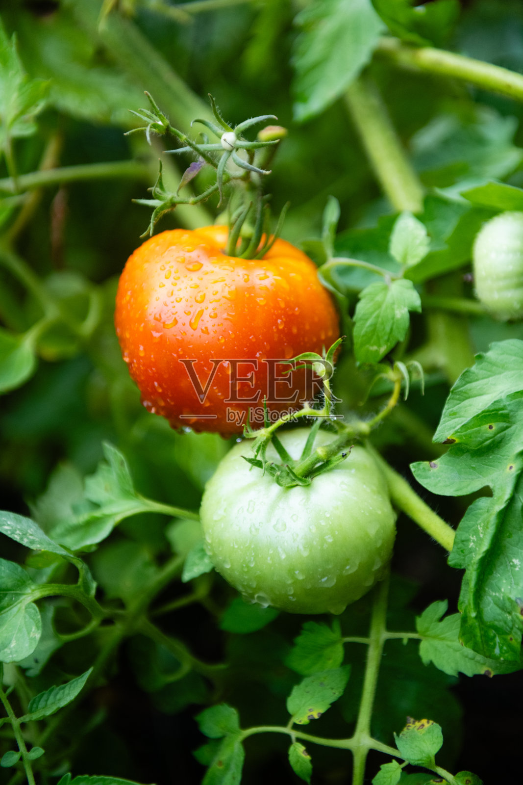 新泽西州的番茄在藤上生长照片摄影图片