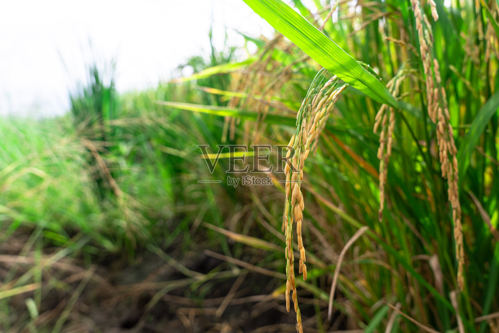 成熟稻谷的特写镜头照片摄影图片