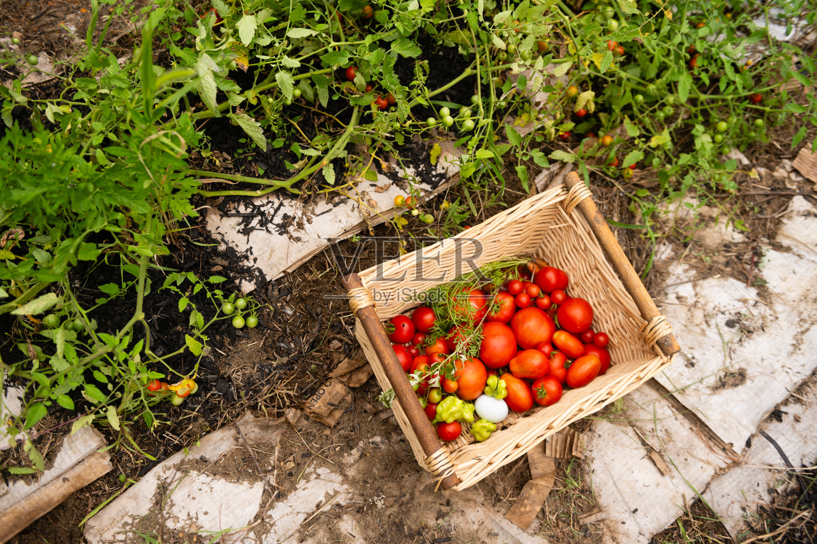 新泽西农场收获的番茄篮子照片摄影图片