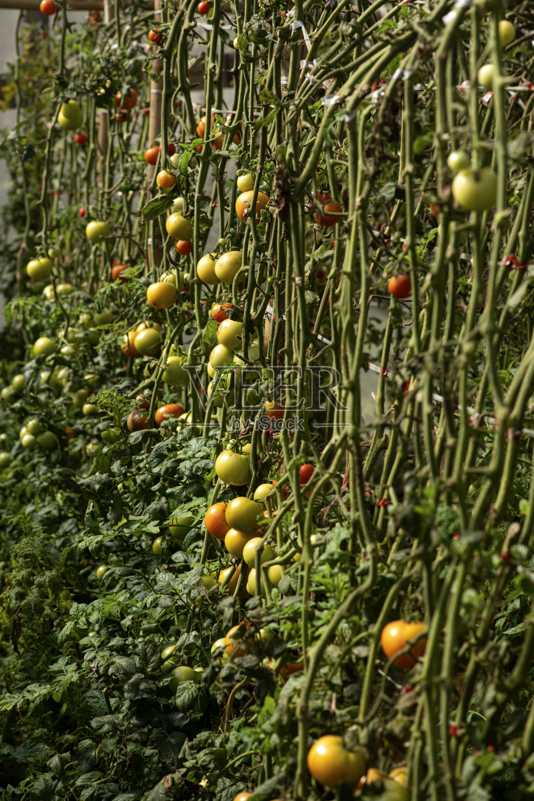健康饮食。照片摄影图片