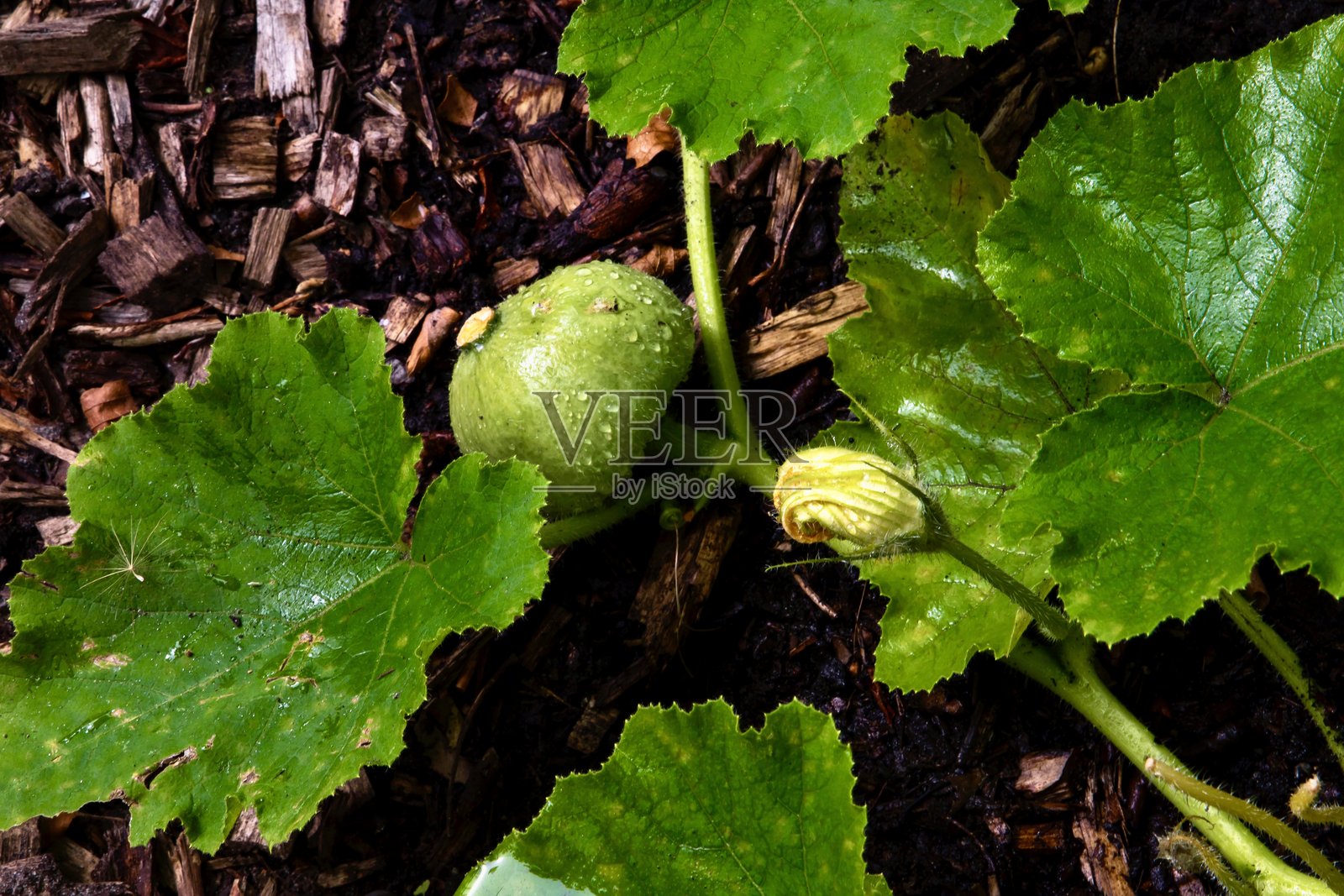 南瓜作物照片摄影图片