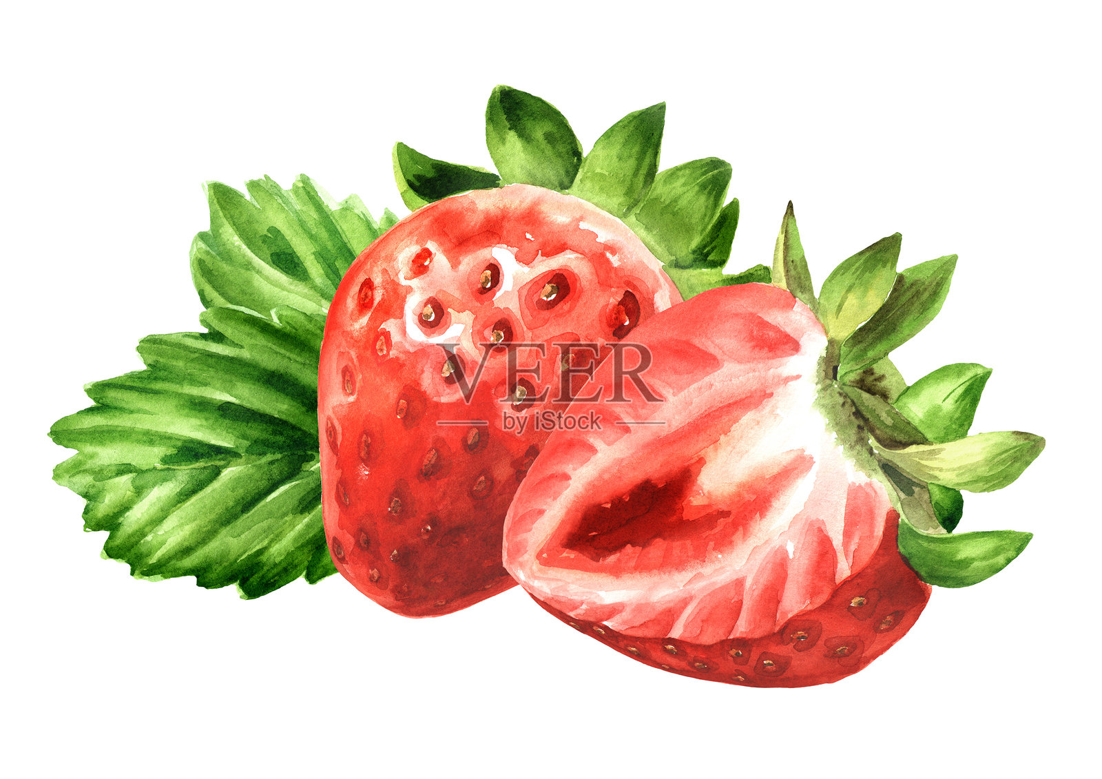 成熟多汁的草莓，水彩手绘插图，背景为白色插画图片素材