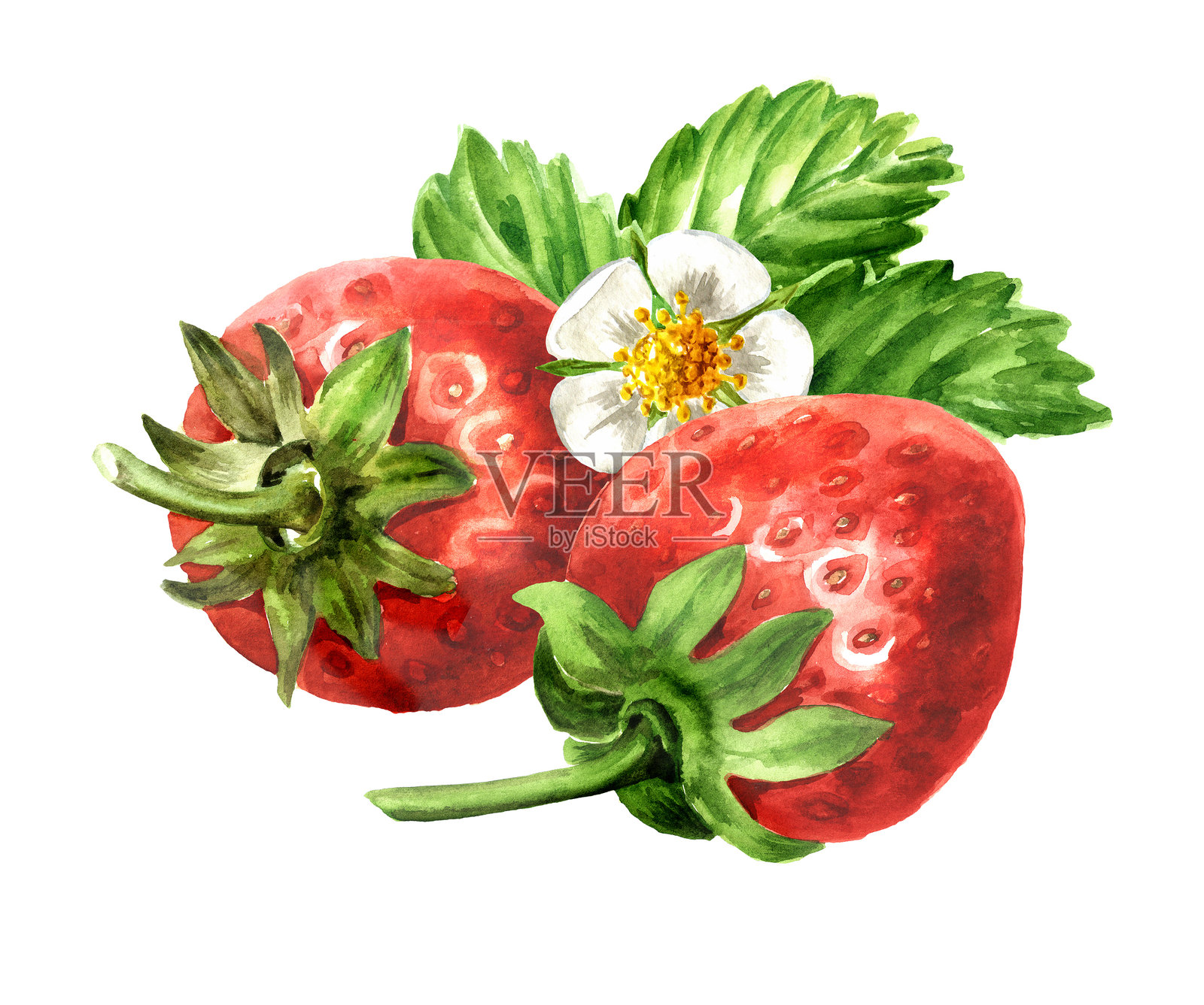 草莓果实与叶子和花朵。水彩手绘插图，背景为白色。插画图片素材