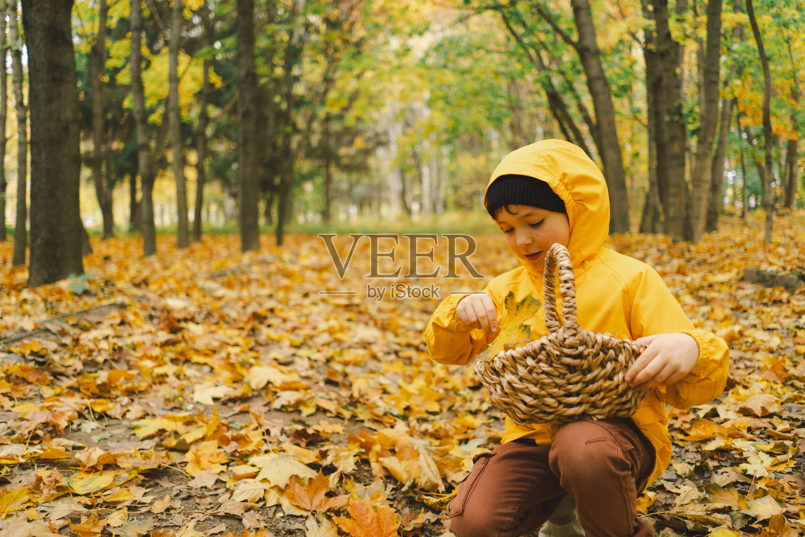 一个穿着亮黄色夹克的孩子正在把各种五彩斑斓的秋叶和栗子收集到一个编织的篮子里。照片摄影图片