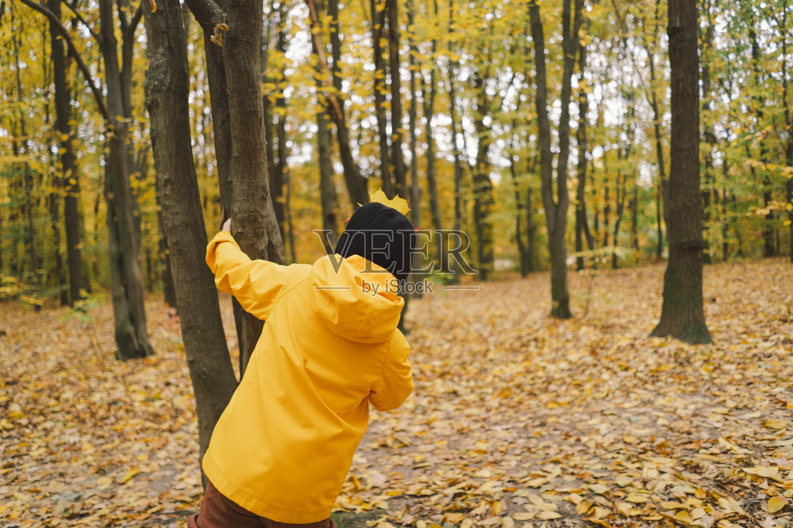 一个穿着亮黄色夹克的孩子正在把各种色彩斑斓的秋天树叶和栗子收集到一个编织的篮子里。照片摄影图片