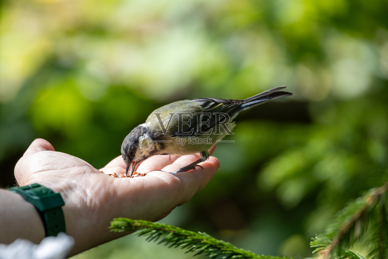 在大自然中用手喂鸟照片摄影图片