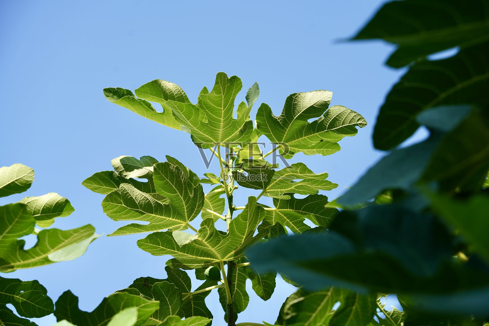 无花果树，绿叶和未成熟的果实照片摄影图片